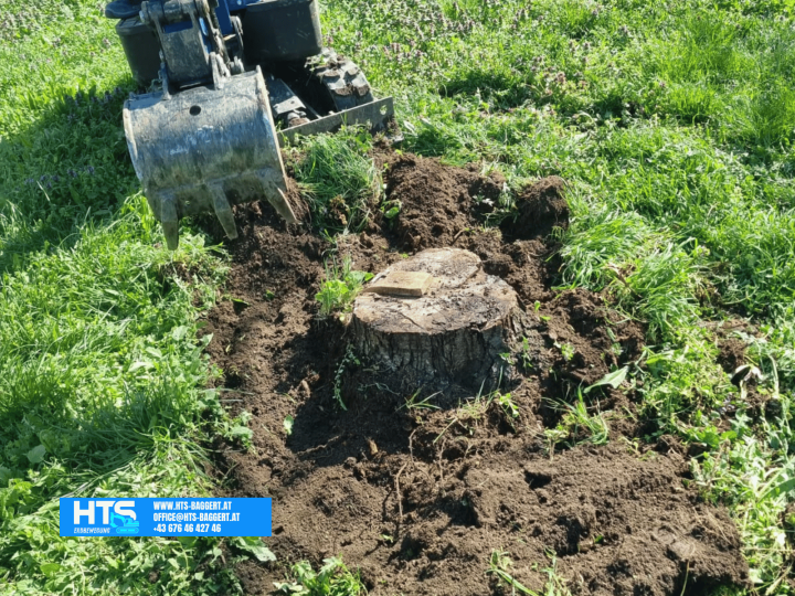 Großer Baumstumpf mit freigelegtem Wurzelbereich während der Wurzelstockentfernung mit einem kompakten Minibagger im Garten.