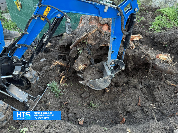 Minibagger beim Ausgraben eines großen Wurzelstocks mit starkem Wurzelwerk im Garten – Wurzelstockentfernung durch HTS Erdbewegung.